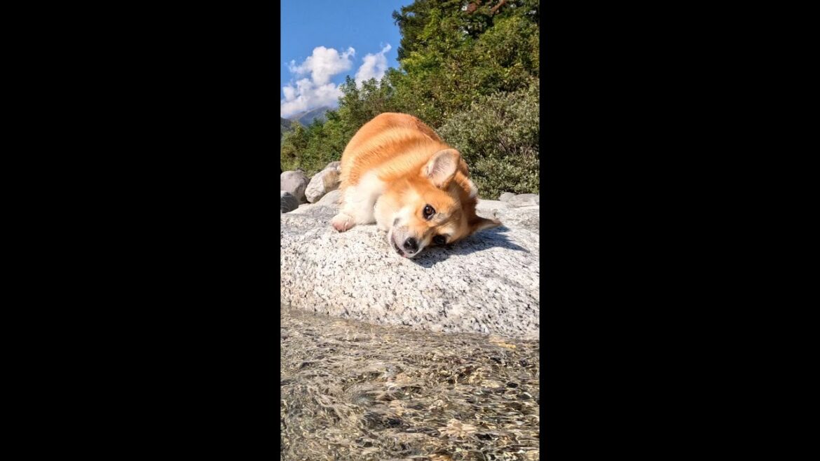 温かい石の上が心地良いコーギー / The Corgi is cozy on the warm rock #shorts