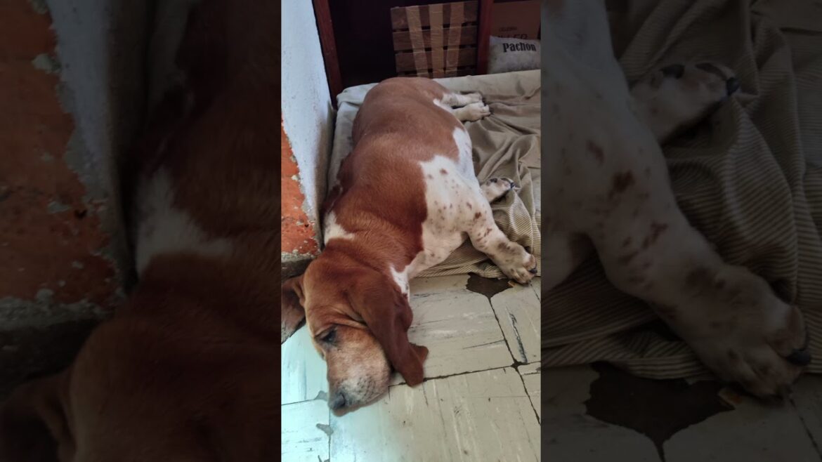 #shorts | El baúl de los recuerdos | El pachón | #bassethound #dog #doglover #perro #pets #mascotas