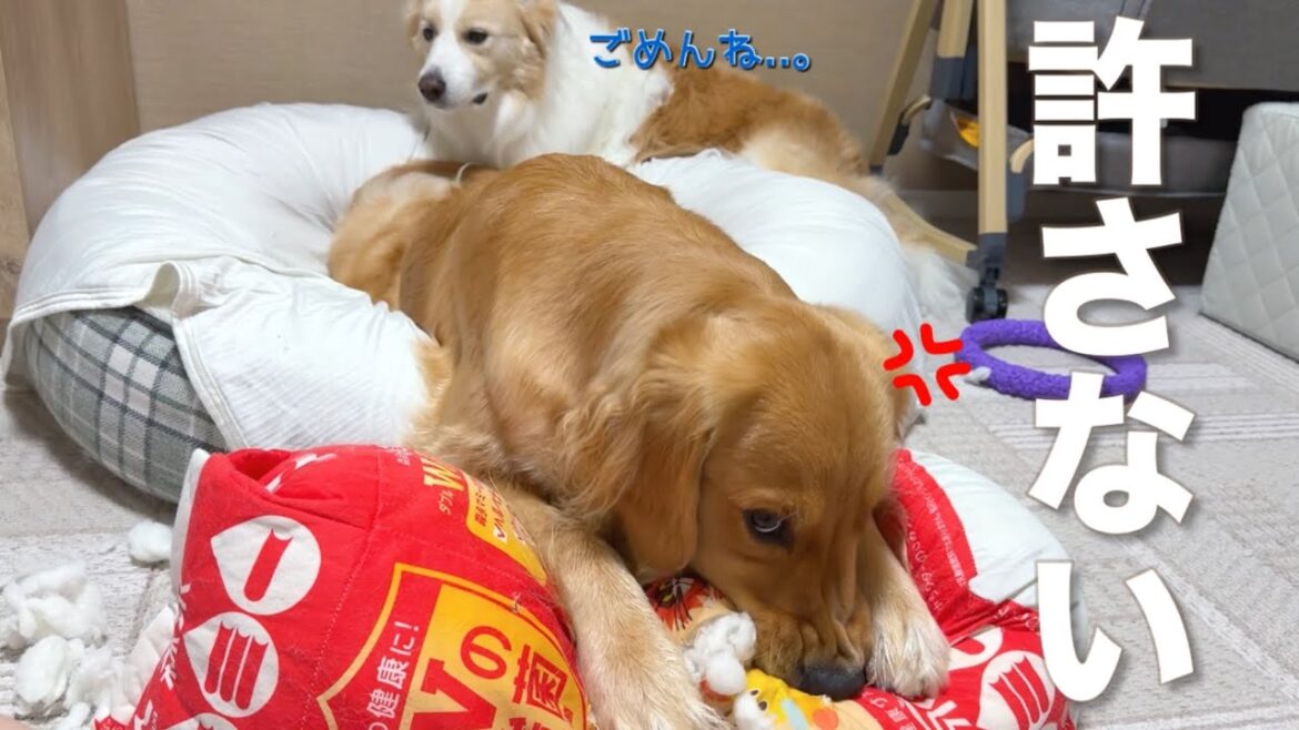 大切なオモチャを壊されて怒る妹犬と寝たフリをして誤魔化したいボーダーコリー...【ゴールデンレトリバー】
