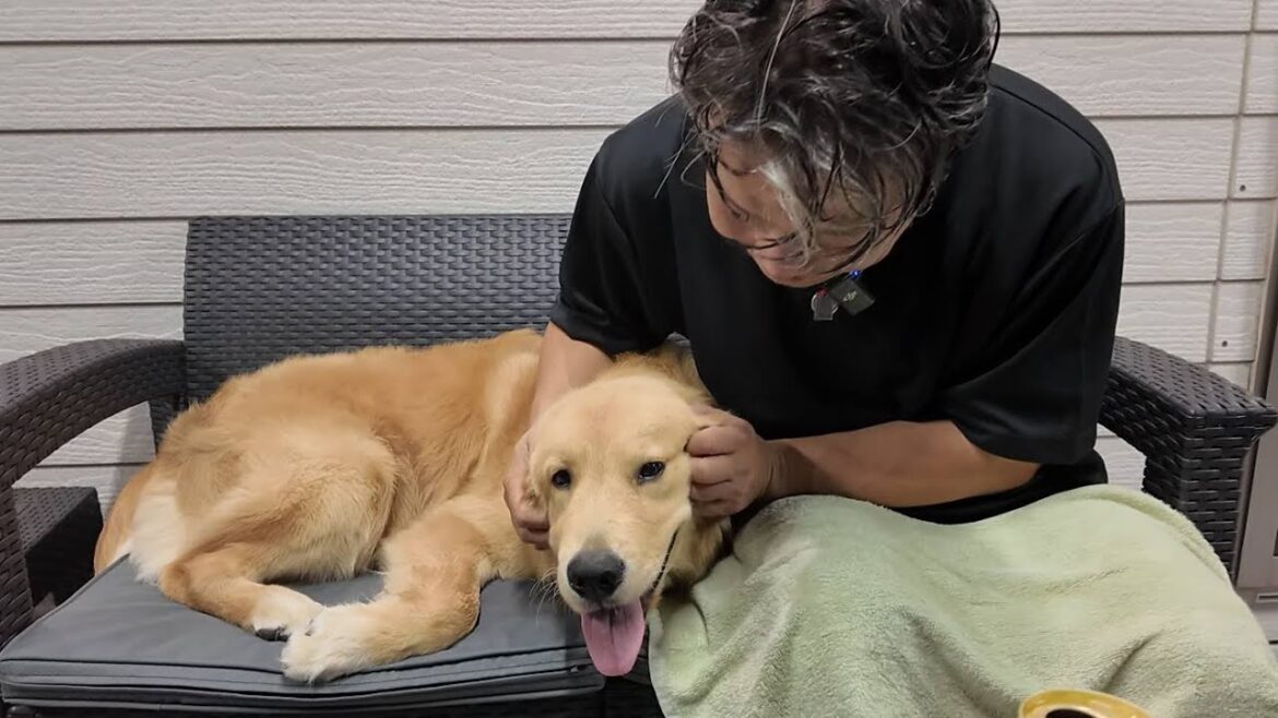 初めて宇宙を知る子犬。家から眺める国際宇宙ステーションに。【Golden Retriever japan】 初めて宇宙を知る子犬。家から眺める国際宇宙ステーションに。【Golden Retriever japan】