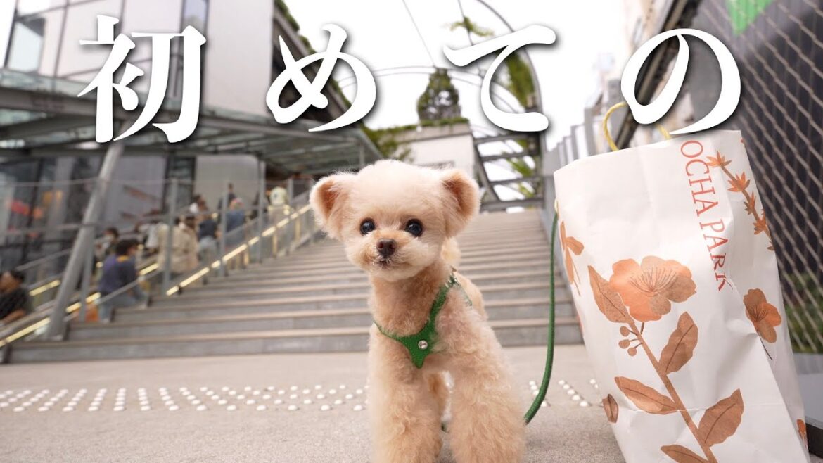 【初】宮下パーク!お茶のイベントにいってきました!【トイプードル】 【初】宮下パーク!お茶のイベントにいってきました!【トイプードル】