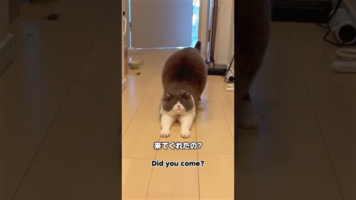 かわいい何回言ったのでしょーか( ´,,•ω•,,`)♡ 🐯🐾【今日のお出迎えニャンコ】#まるちゃん猫  #お出迎えニャンコ #ブリティッシュショートヘア