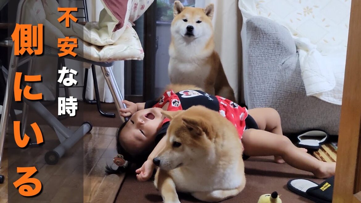 赤ちゃんから成長を見てきた柴犬は、不安な時は一緒にいてくれる存在