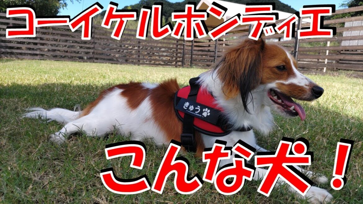 10年越しの夢実現！コイケルってこんな犬！【コーイケルホンディエ】