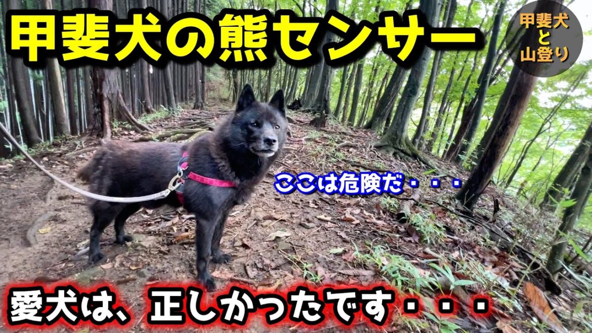 山登り中に発揮する甲斐犬の熊センサーが凄すぎた【ツキノワグマ】【甲斐犬と登山:御岳山編 第3話】 山登り中に発揮する甲斐犬の熊センサーが凄すぎた【ツキノワグマ】【甲斐犬と登山:御岳山編 第3話】
