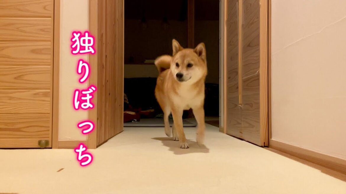 家族みんなが2階に行くと慌てて後を追いかけ階段で転けてしまうおっちょこちょいな柴犬が可愛い