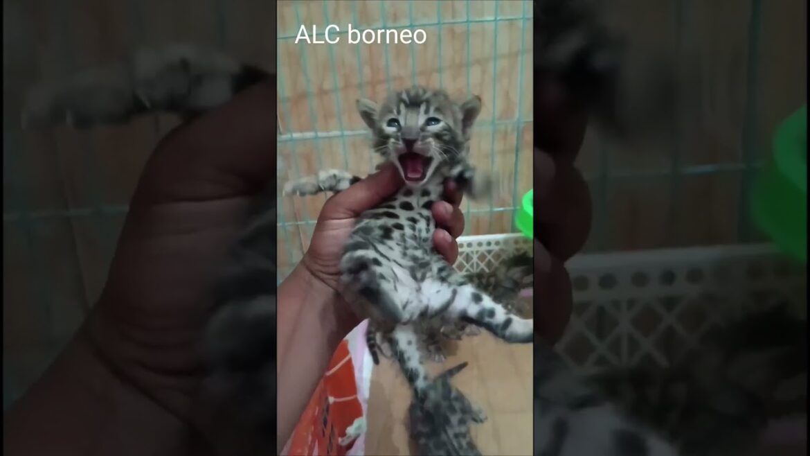 Kucing bengal  #cat #kitten #catlover #kucing #leopard #animals #bengals #kucinglucu #bengalcat