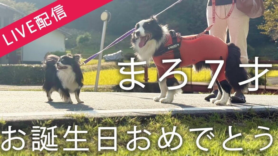 【LIVE配信】まろ７才のお誕生日おめでとう！！皆でお祝い配信！