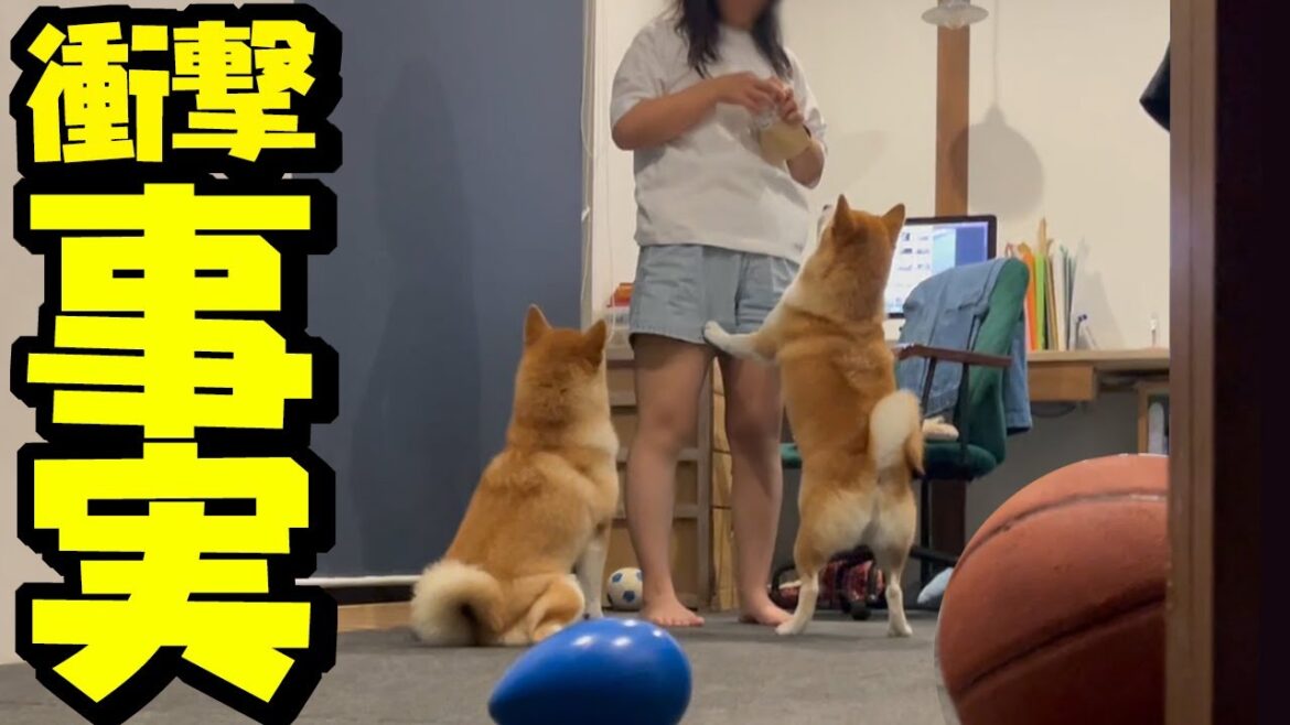 夜中に柴犬姉妹とママを隠し撮りしたら恐怖の真実を知ってしまったパパ