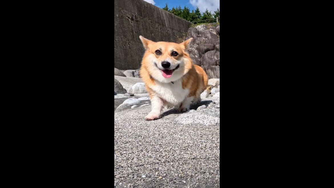 砂地を歩くコーギー / A Corgi walking on the sand #shorts