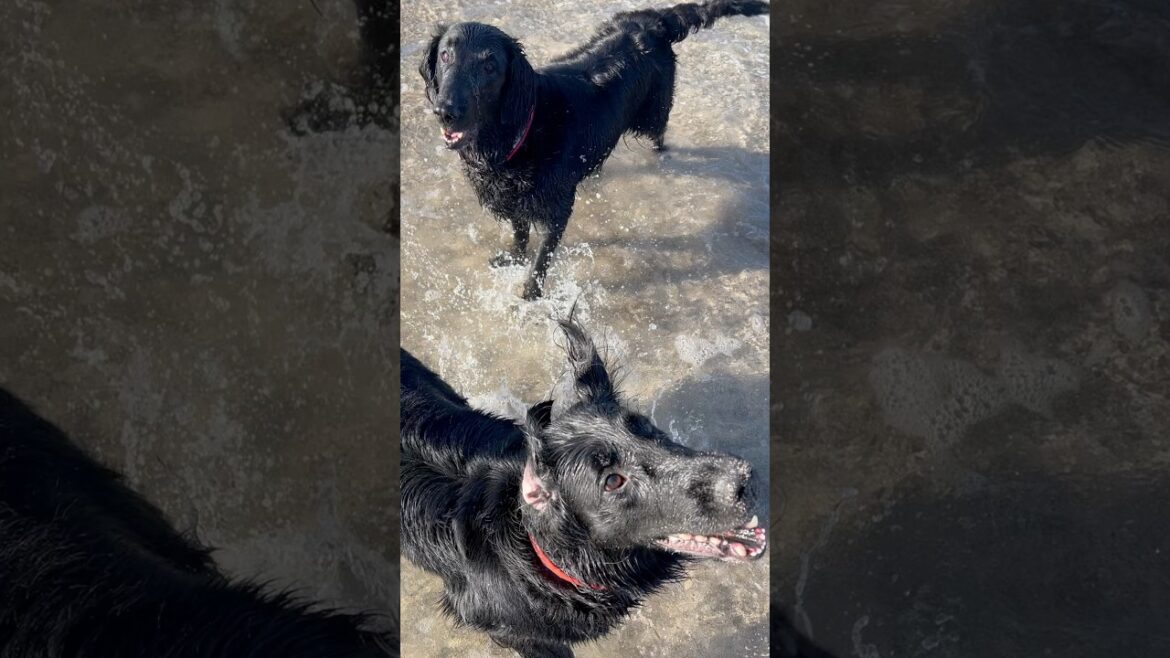 高波にのまれる黒髪親子#flatcoatedretriever #フラットコーテッドレトリバー #高波