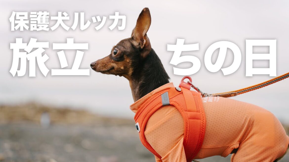 174日目に里親家族の元へ。保護犬ミニピンの物語 174日目に里親家族の元へ。保護犬ミニピンの物語