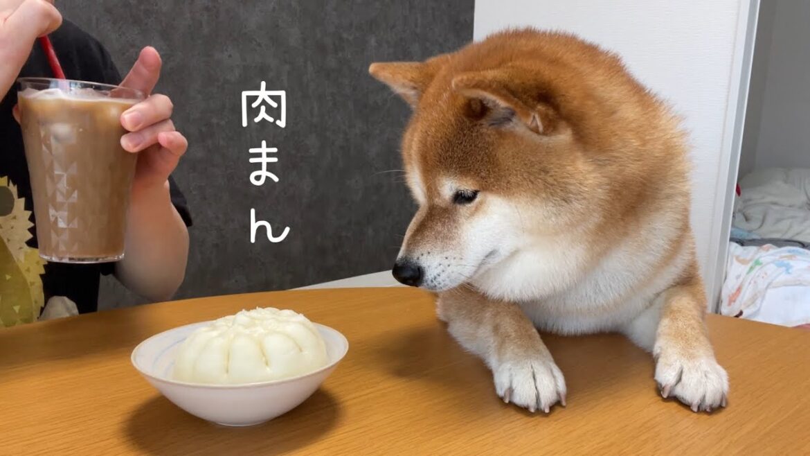 肉まんのおすそ分けを貰う為、お利口さんになる柴犬【ちゃちゃ丸】 肉まんのおすそ分けを貰う為、お利口さんになる柴犬【ちゃちゃ丸】