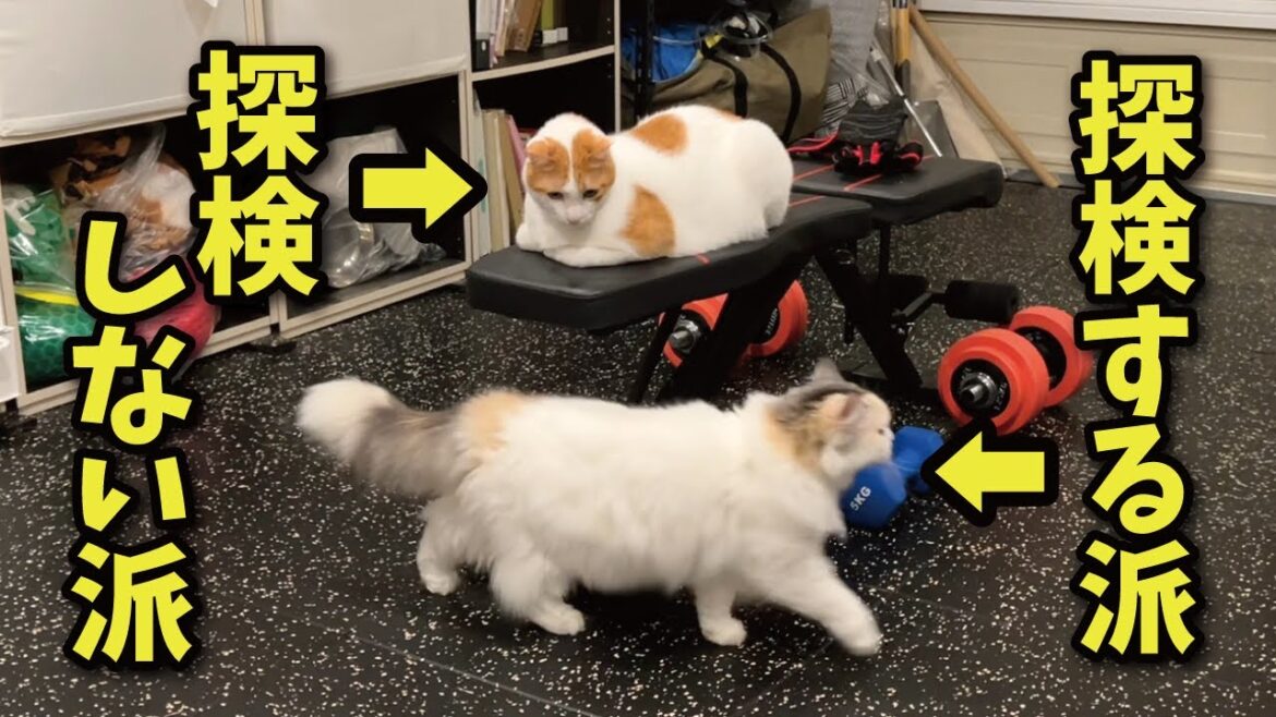 「※猫入室禁止」のお部屋に入れてあげた時の猫たちの反応が面白すぎたw【関西弁でしゃべる猫】【猫アテレコ】 「※猫入室禁止」のお部屋に入れてあげた時の猫たちの反応が面白すぎたw【関西弁でしゃべる猫】【猫アテレコ】