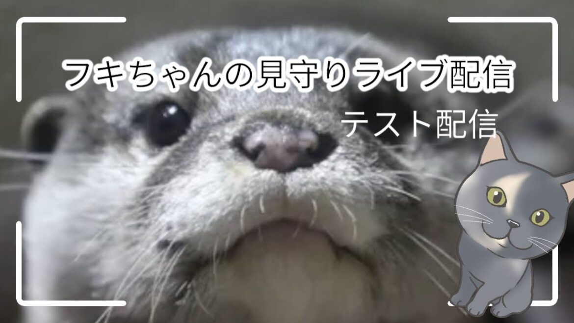 フキちゃんの見守りライブ配信（テスト配信版）