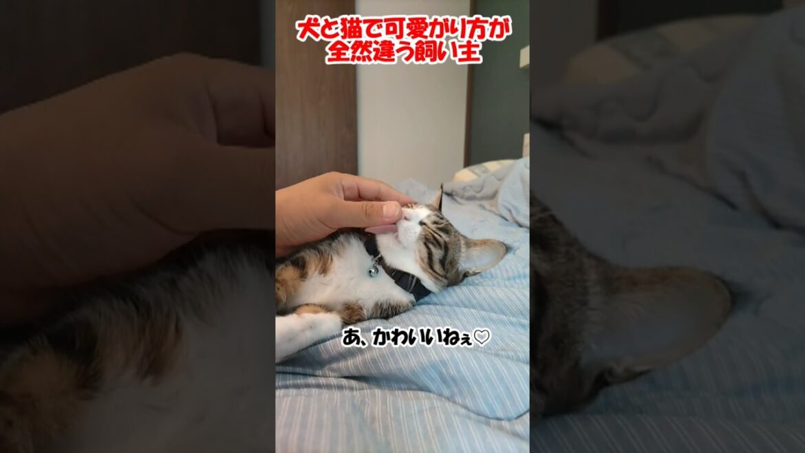 犬と猫で可愛がり方が全然違う飼い主【コーイケルホンディエ】【保護猫】