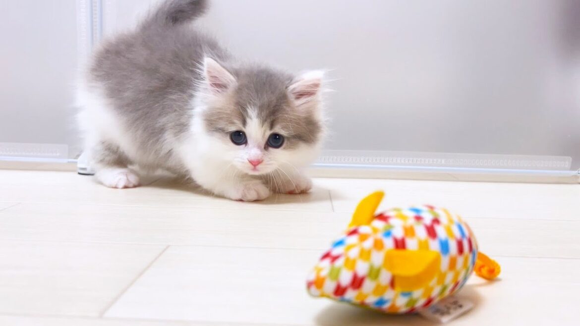 【マンチカンの子猫】ジャンキーと化した子猫には与えてしまう件 ～猫のいる生活Vol.1030～出産動画 マンチカン短足・ミヌエット・ペルシャ猫専門ブリーダー『ペット蔵人』【子猫の成長記録】
