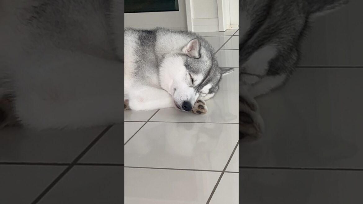 🐶💤#siberianhusky #husky #dog