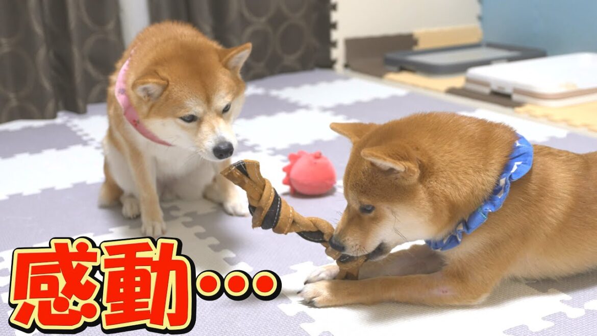 いつもは絶対に怒る行為なのに、子犬が相手だと許してしまう姉柴犬に感動しました