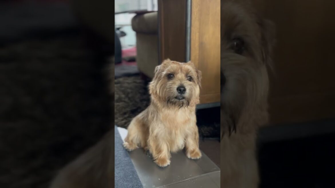 【カワ吉】#shorts #dog #norfolkterrier #愛犬キチ #吉 #kichi #ノーフォークテリア #terrier