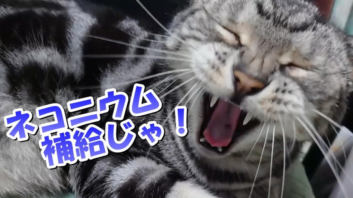 旅行の後は猫吸いでネコニウム補給（アメリカンショートヘア）