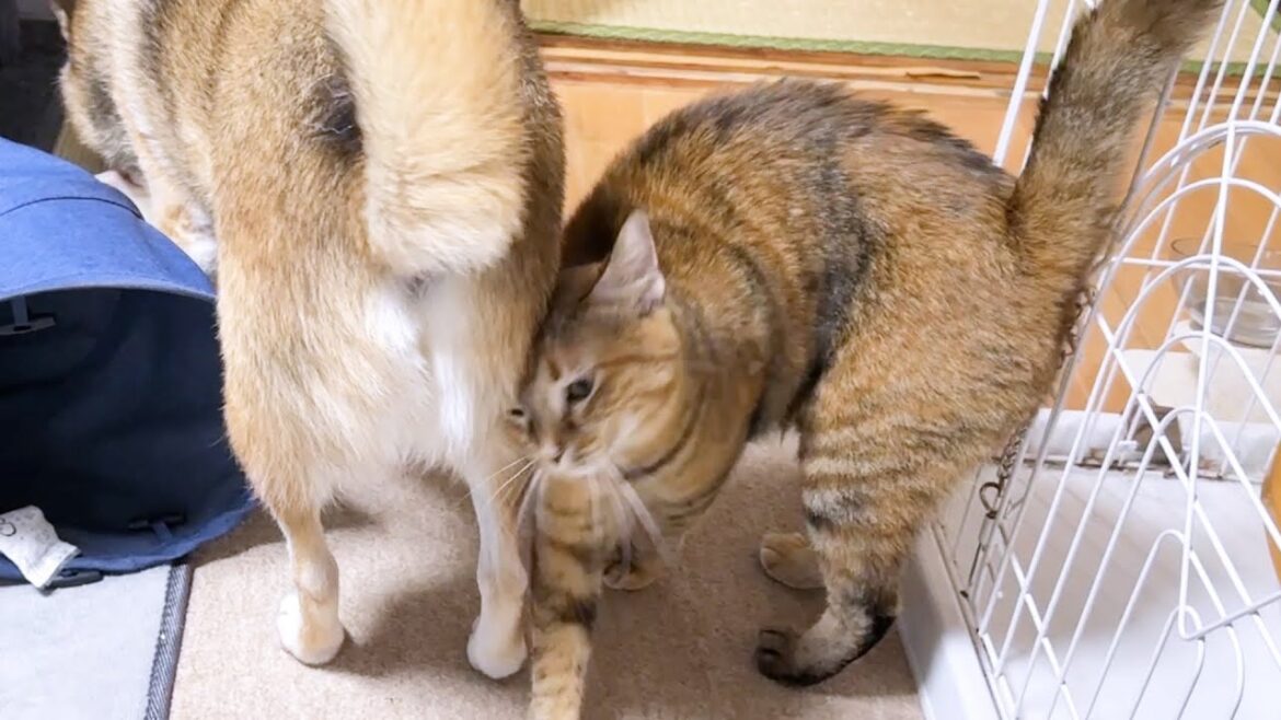 ゼロ距離が苦手な柴犬ですが子ども猫はたくさん甘えれるタイミングを知っています！