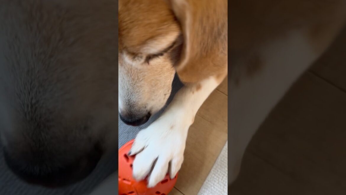頑張れビーグルさん#dog #ビーグル#shorts