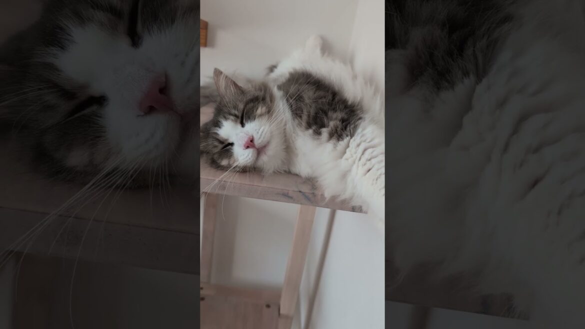 錯覚させてくる猫【ノルウェージャンフォレストキャット】＃Shorts