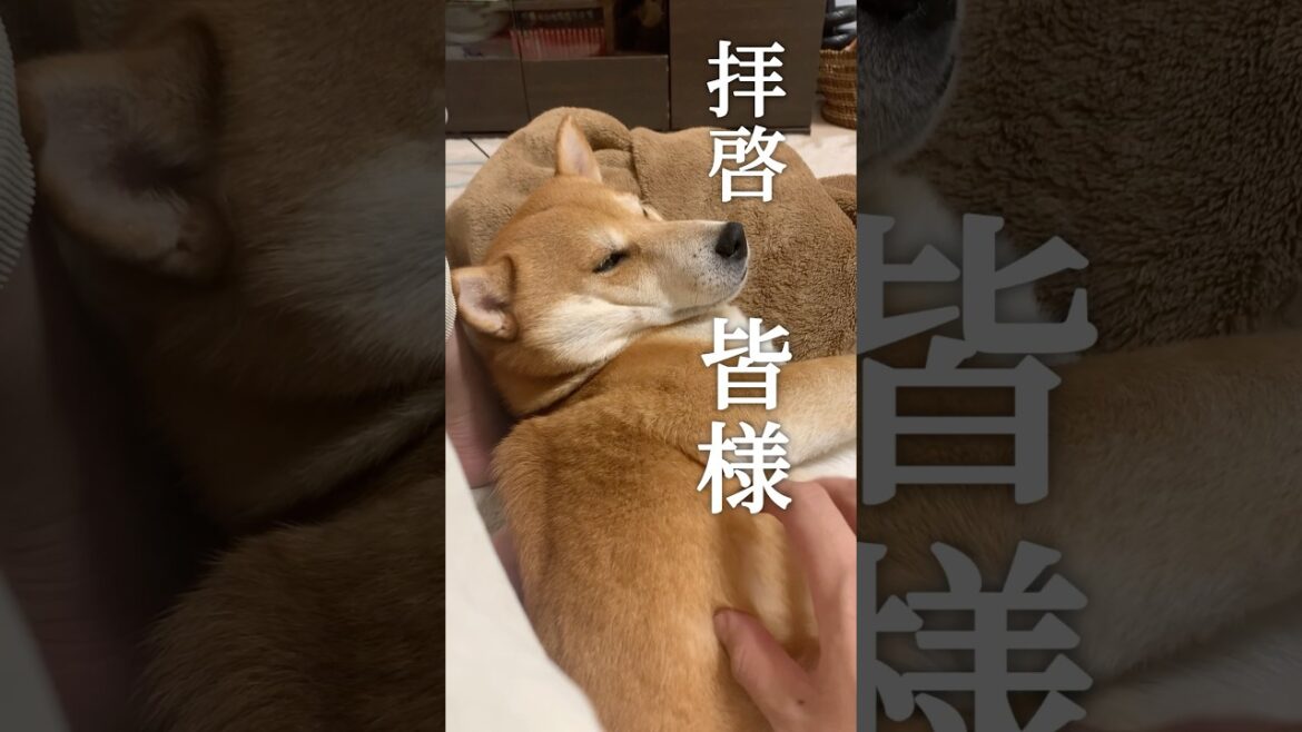 猫ちゃんの可愛さを痛感した柴犬こむぎ