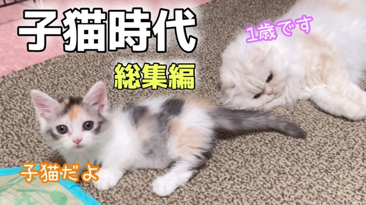 我が家にかわいい猫を家族として迎えました[総集編][チャンネル登録者10000人突破]