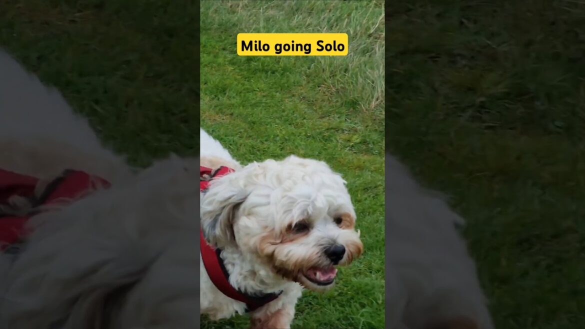 Milo on a Solo Mooch