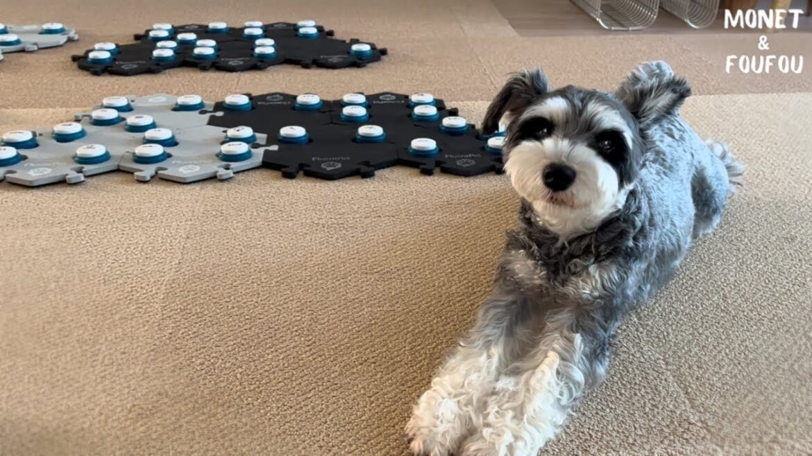犬がこんな風に交渉してくるって信じられますか? 犬がこんな風に交渉してくるって信じられますか?