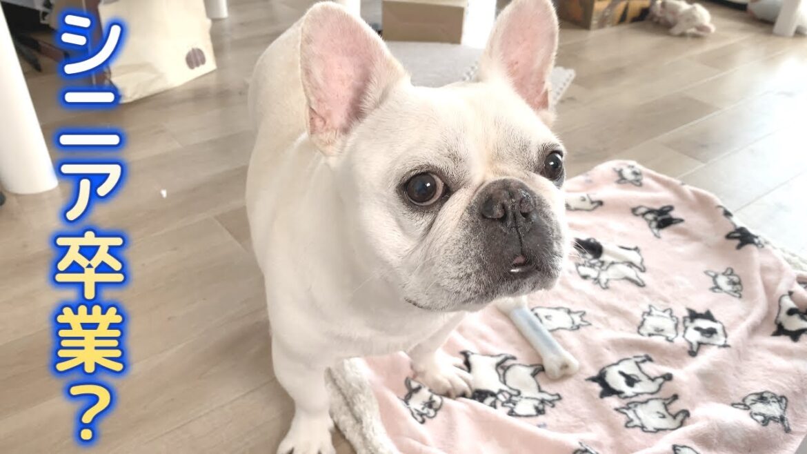 この犬ほんとにシニアなの?【フレンチブルドッグ frenchbulldog】 この犬ほんとにシニアなの?【フレンチブルドッグ frenchbulldog】