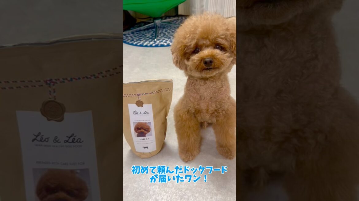 初めて頼んだドックフードが美味すぎて感激するトイプードル❗️ #ドックフード #トイプードル #おすすめ