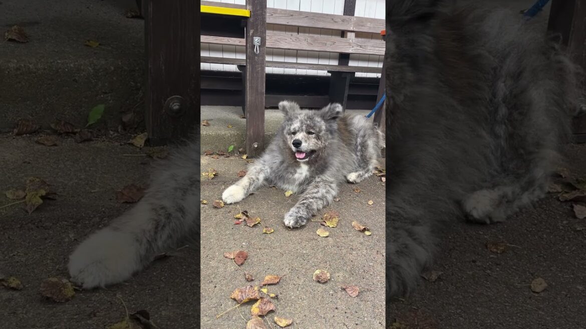 秋田犬長毛カイは優しい人の働く原山カフェが大好き