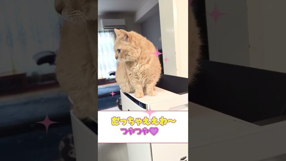【ぽっちゃん家】イオンでつやつや　vol.27 #猫  #funny #shorts