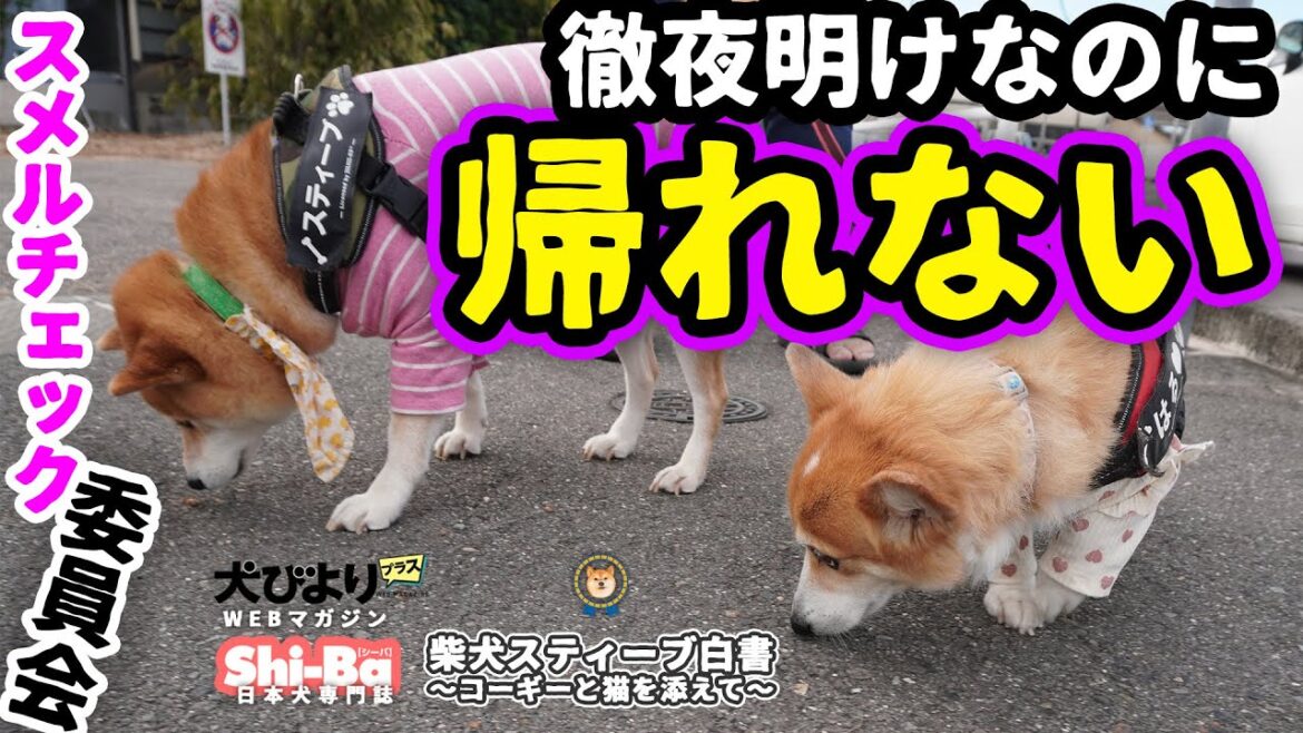 スメルチェック委員会やで。【犬びよりプラス】【柴犬スティーブ白書】 スメルチェック委員会やで。【犬びよりプラス】【柴犬スティーブ白書】