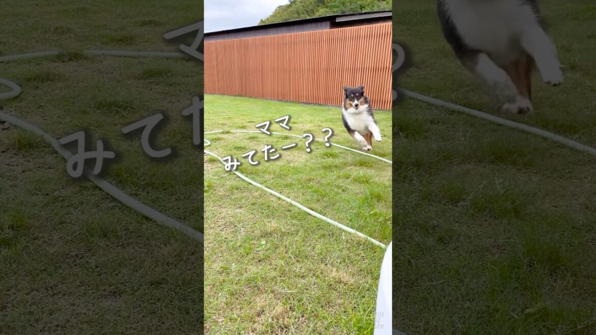 お庭を楽しく駆け回る愛犬たち🐶🐶 #ボーダーコリー #オーストラリアンシェパード