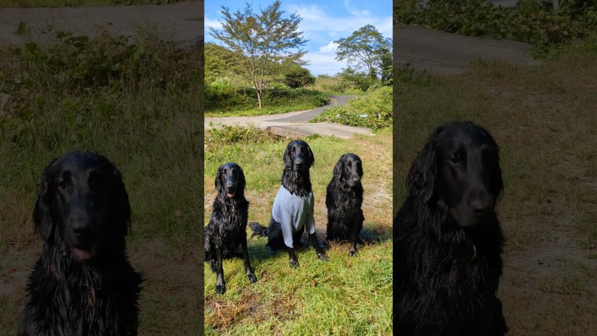 兄妹揃ってシンクロな動き😍　#フラットコーテッドレトリバー #flatcoatedretriever #dog #レトリバー