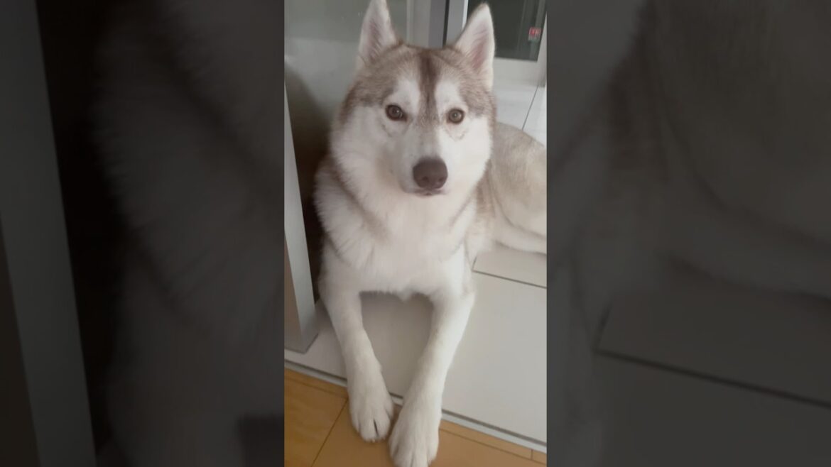 😳#siberianhusky #husky #dog