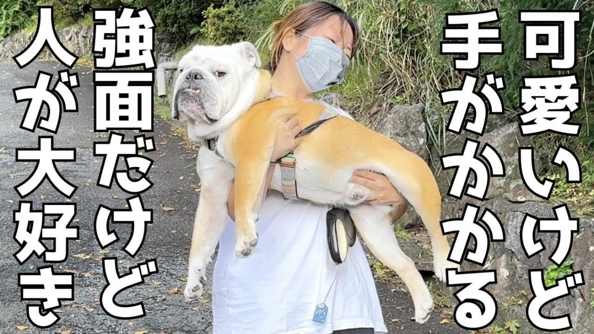 ブルドッグとの生活がどれだけ大変かコレを観ればよくわかります。【ぶるまる編】