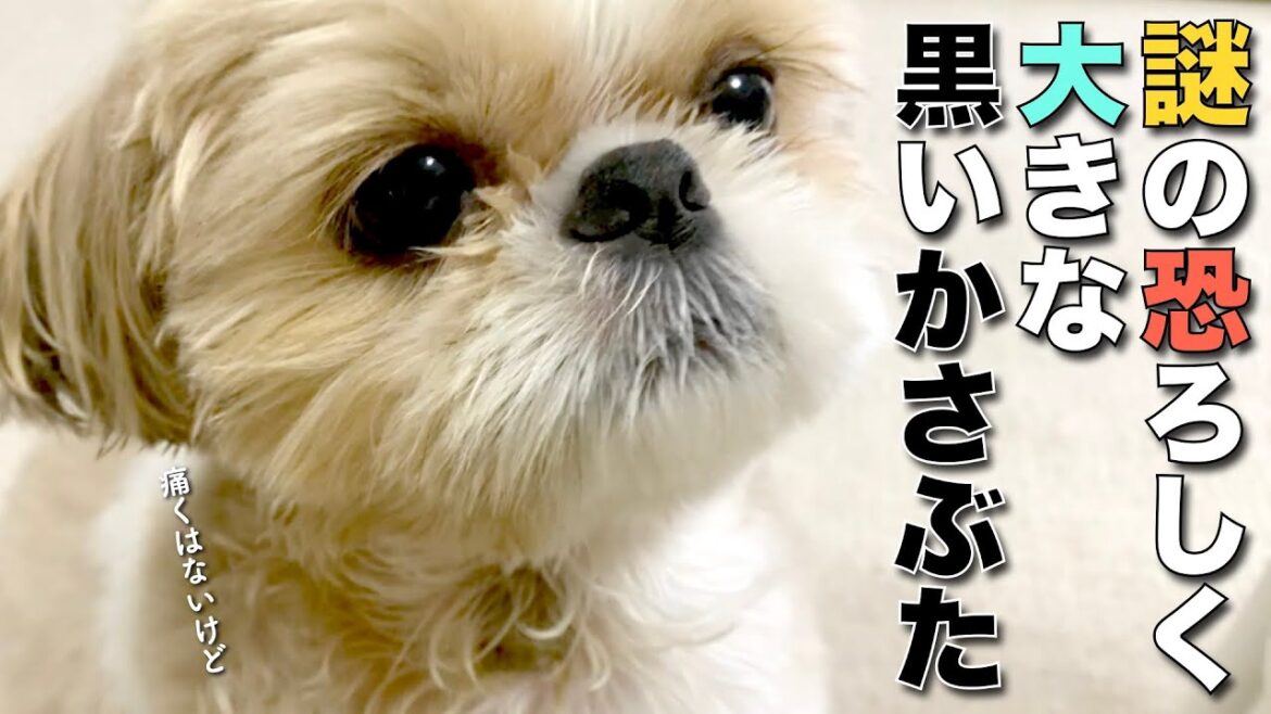 【シーズー】謎の黒い恐ろしく大きなかさぶた(T_T)・・（今日のオトンクッキングは、お犬用！ホタテの豆乳クラムチャウダー編）【354】