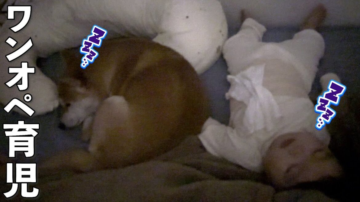 【ワンオペ育児】ママが再び不在！1歳児と柴犬と過ごした1日が大変だけど楽しかった