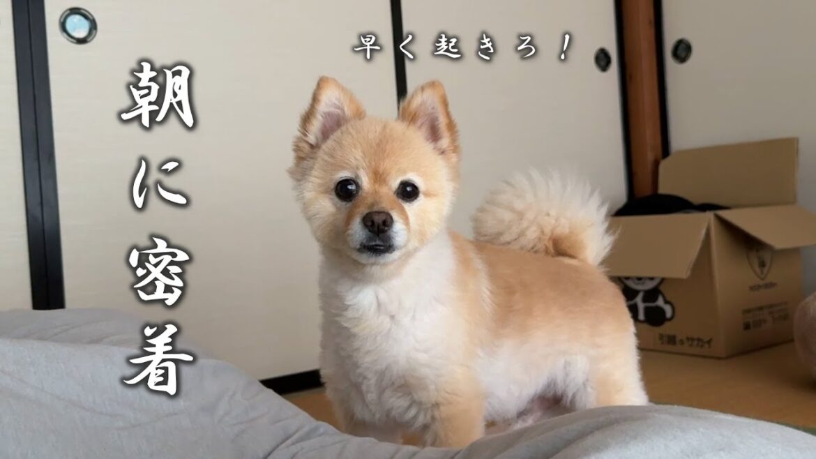 実家に帰省して、いっそう人間味が増したポメラニアンの朝に密着