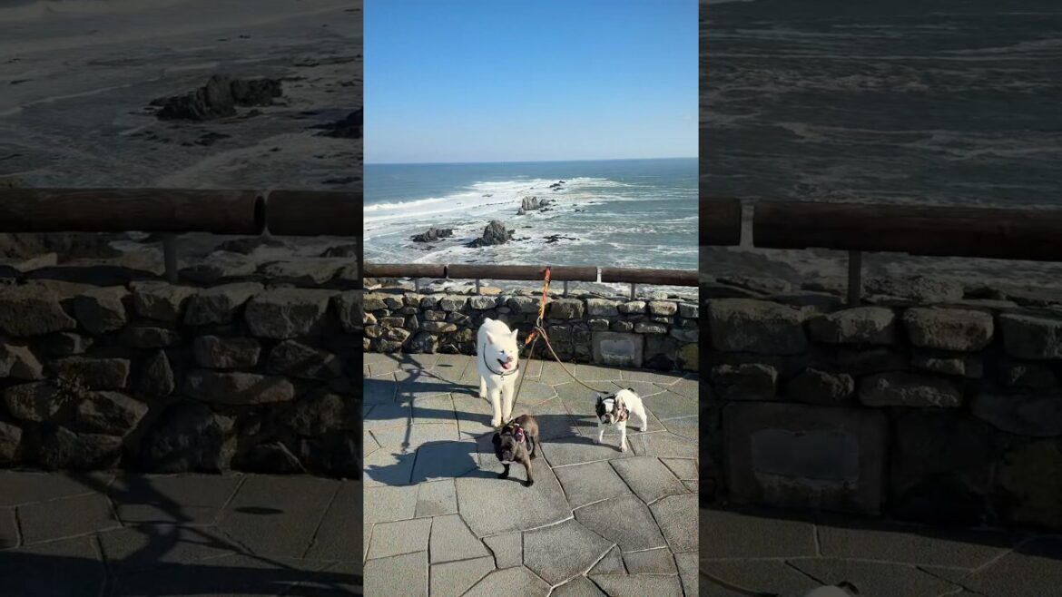 秋田犬タムと旅行:襟裳岬(北海道えりも町)絶景スポット! 秋田犬タムと旅行:襟裳岬(北海道えりも町)絶景スポット!