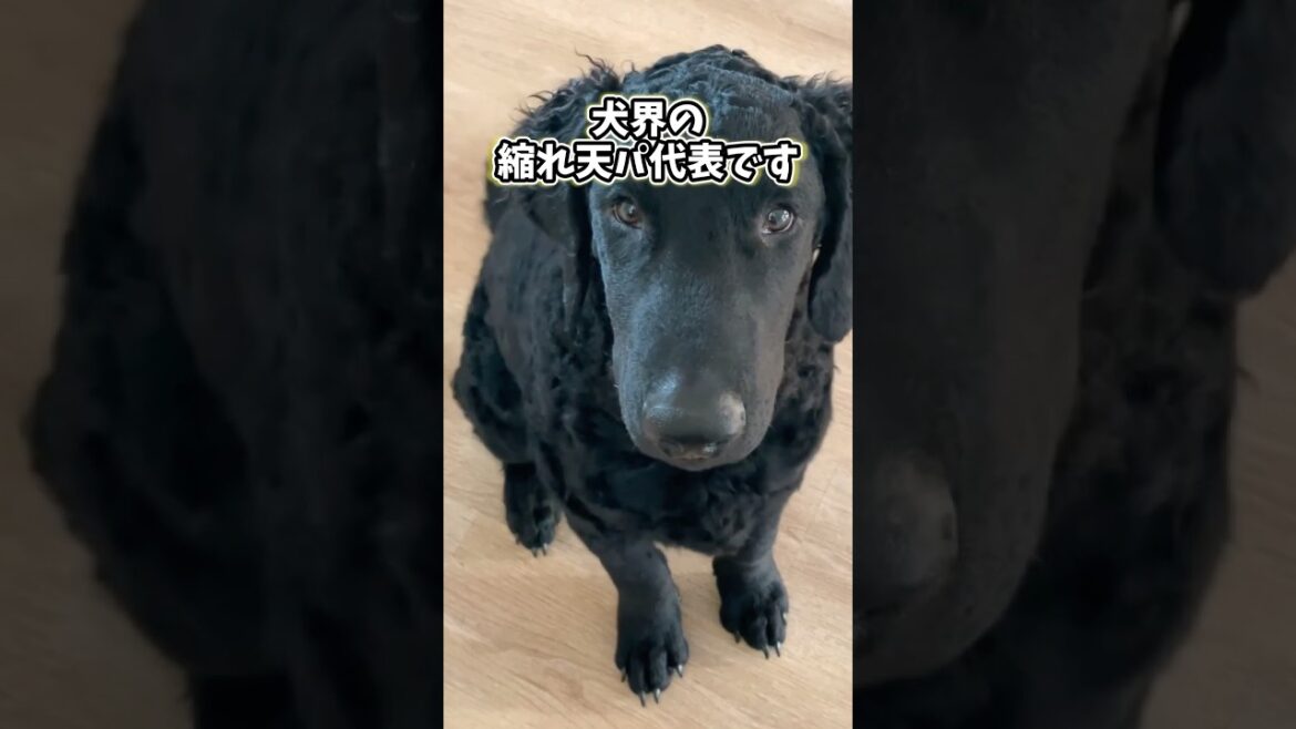 カーリーコーテッドレトリーバーさんの動画見て笑ったら寝ろwwwww
