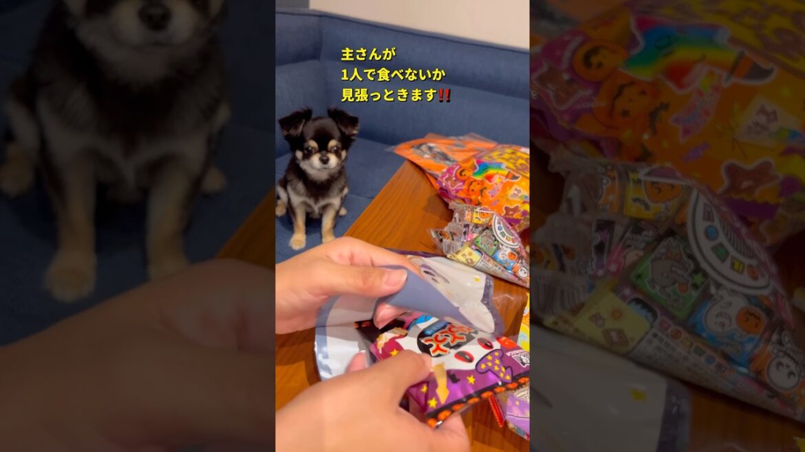 ハロウィンの準備を見に来るポンとチビ😂#柴犬 #チワワ #shorts
