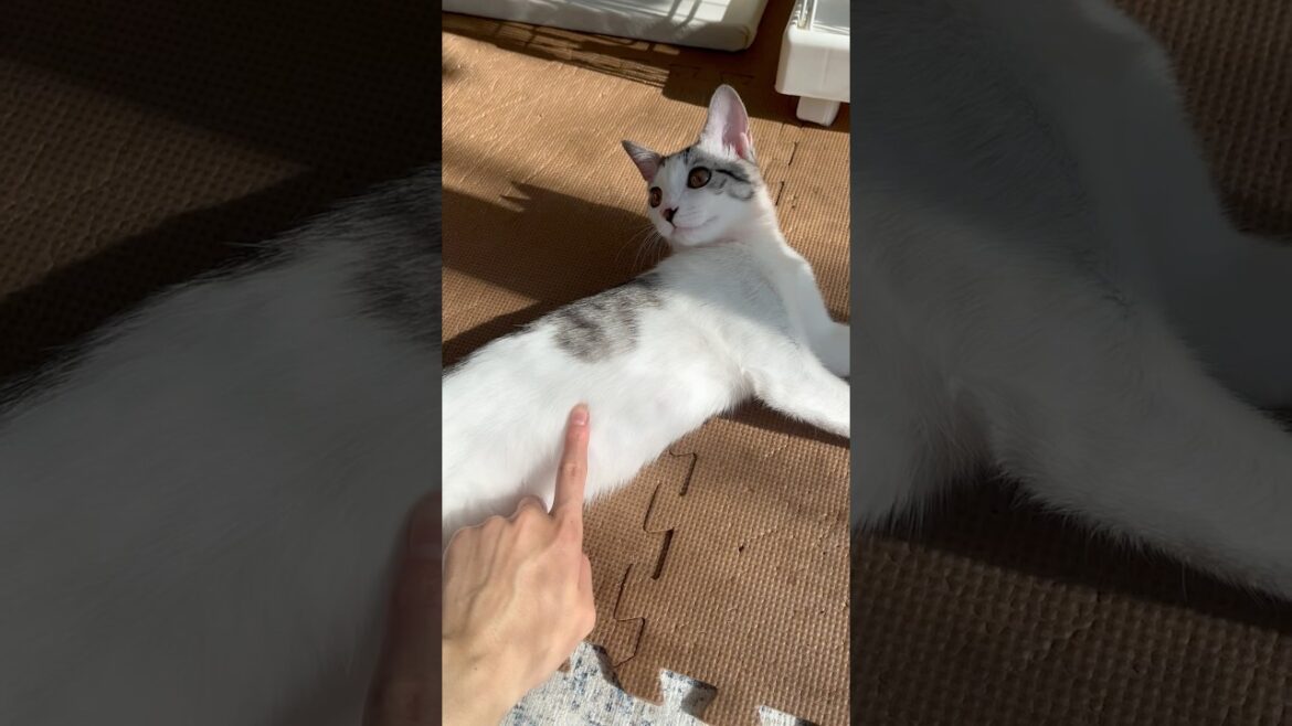 🐈#cat #kitty #meow