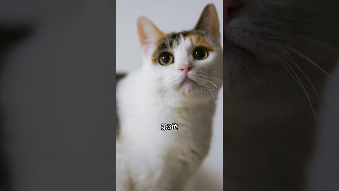 あなたの知らない和猫の秘密５選 #和猫 #ネコ #shorts