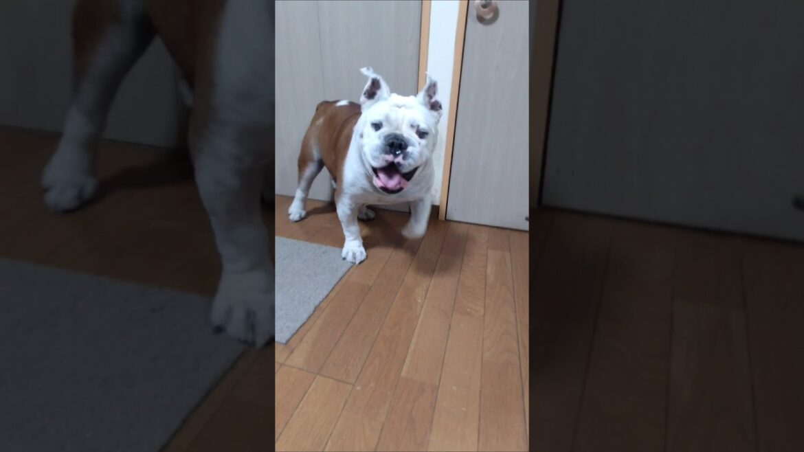 ここ数日のボスです🐶#short#犬#ブルドッグ#11才